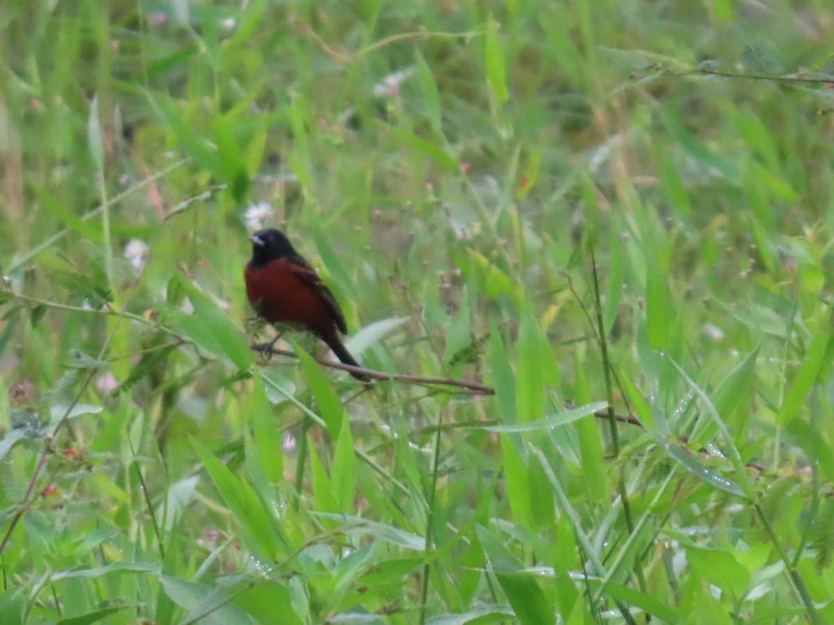 Orchard Oriole - ML613077174