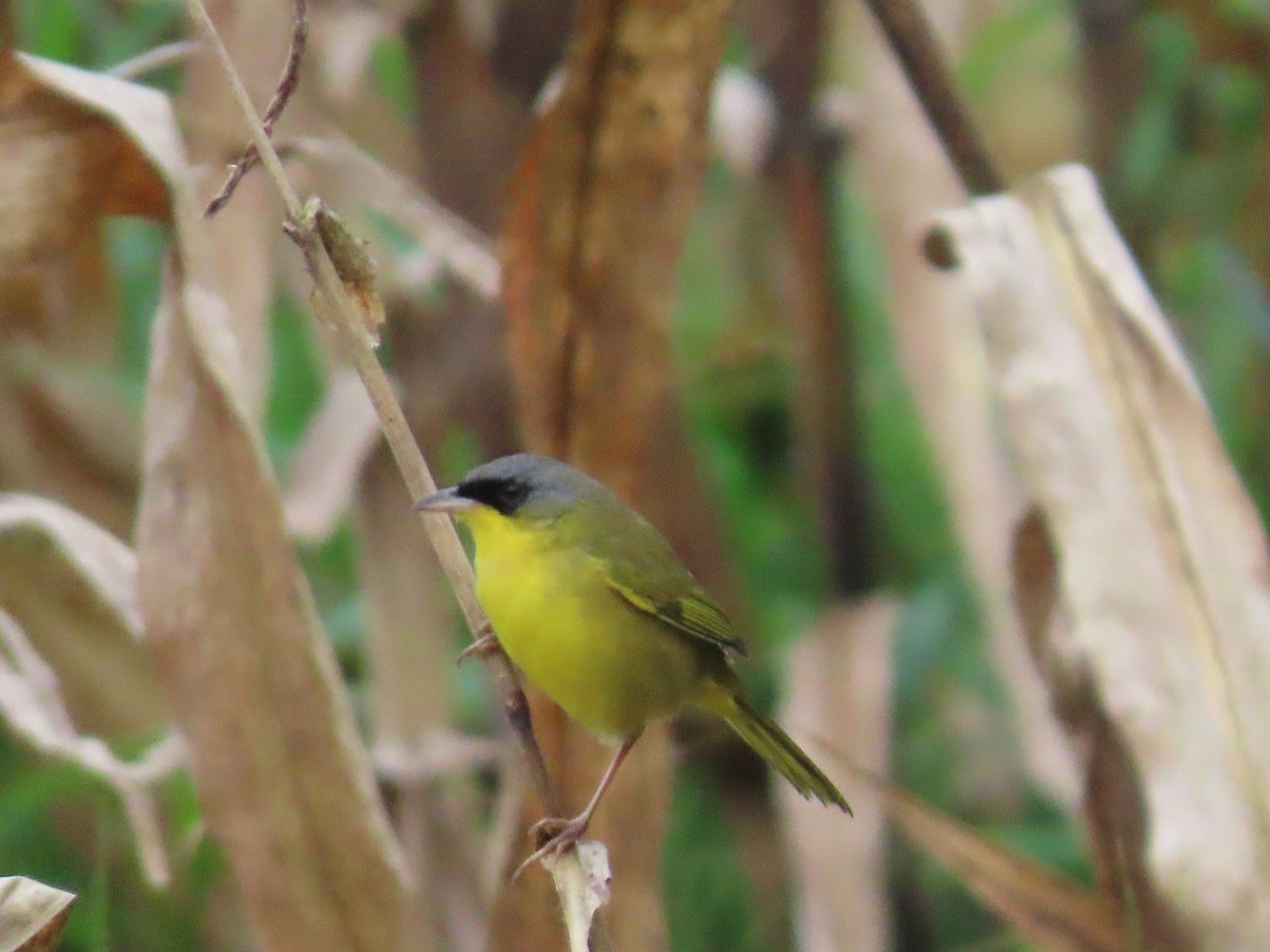 Common Yellowthroat - ML613077195