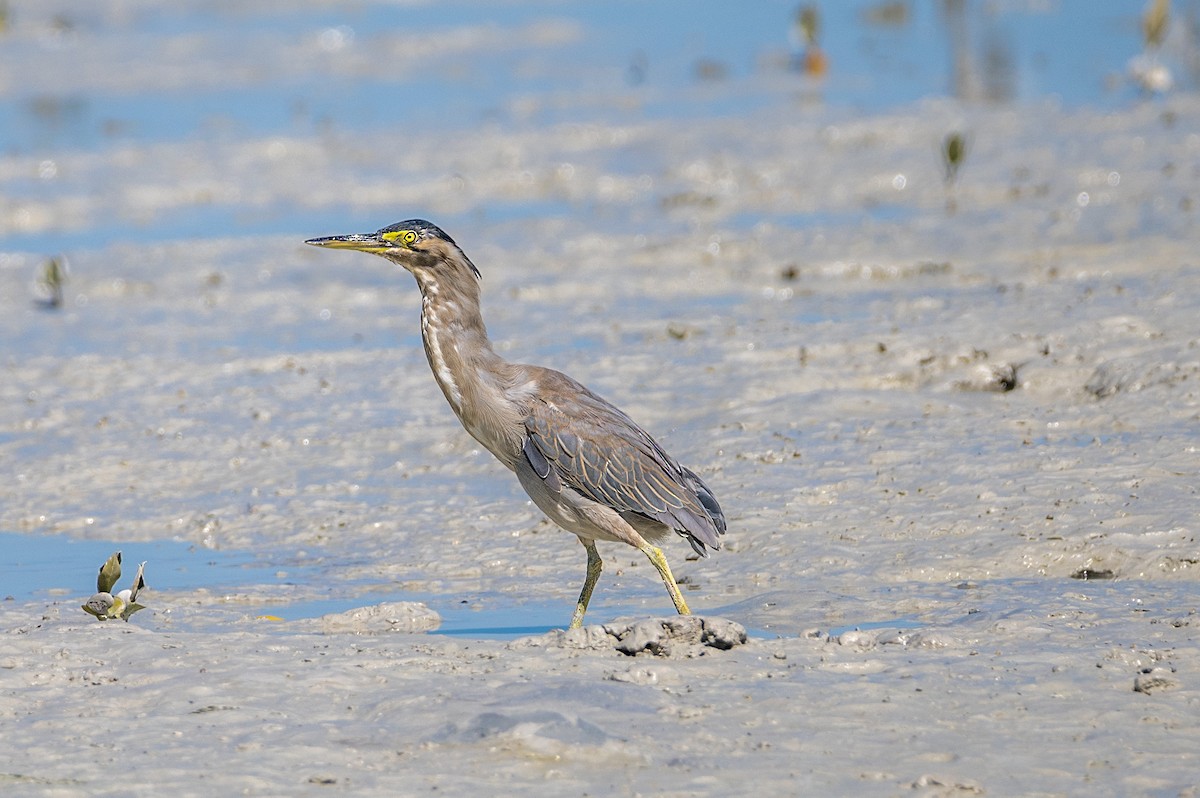 Striated Heron - ML613077234