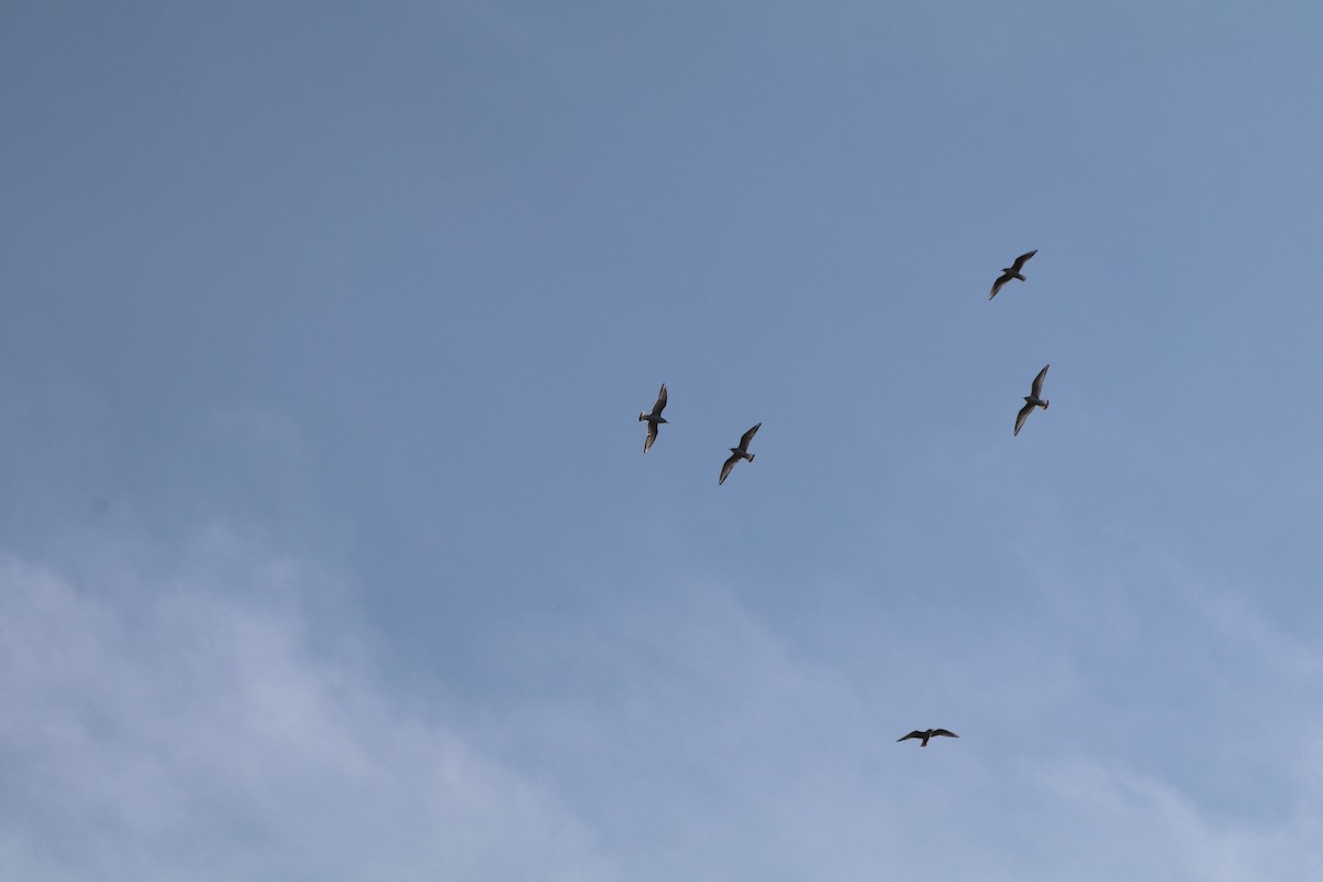 Mouette de Bonaparte - ML613077271