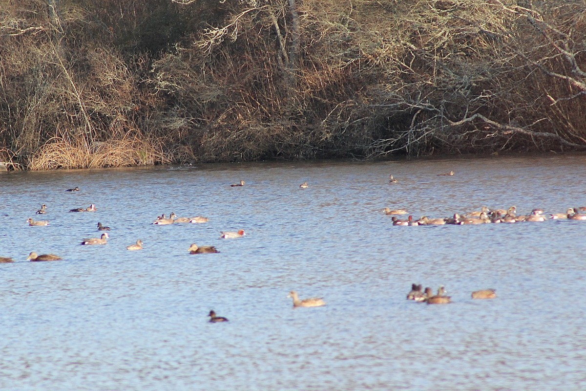 Eurasian Wigeon - ML613077323