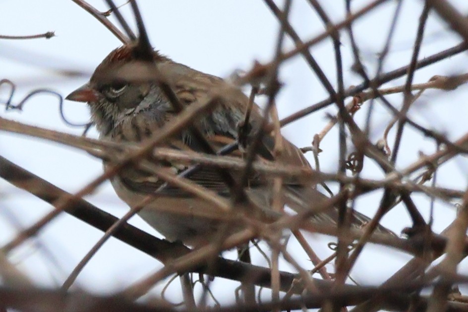 Chipping Sparrow - ML613077330