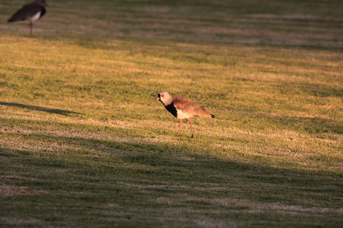 Southern Lapwing - ML613077343