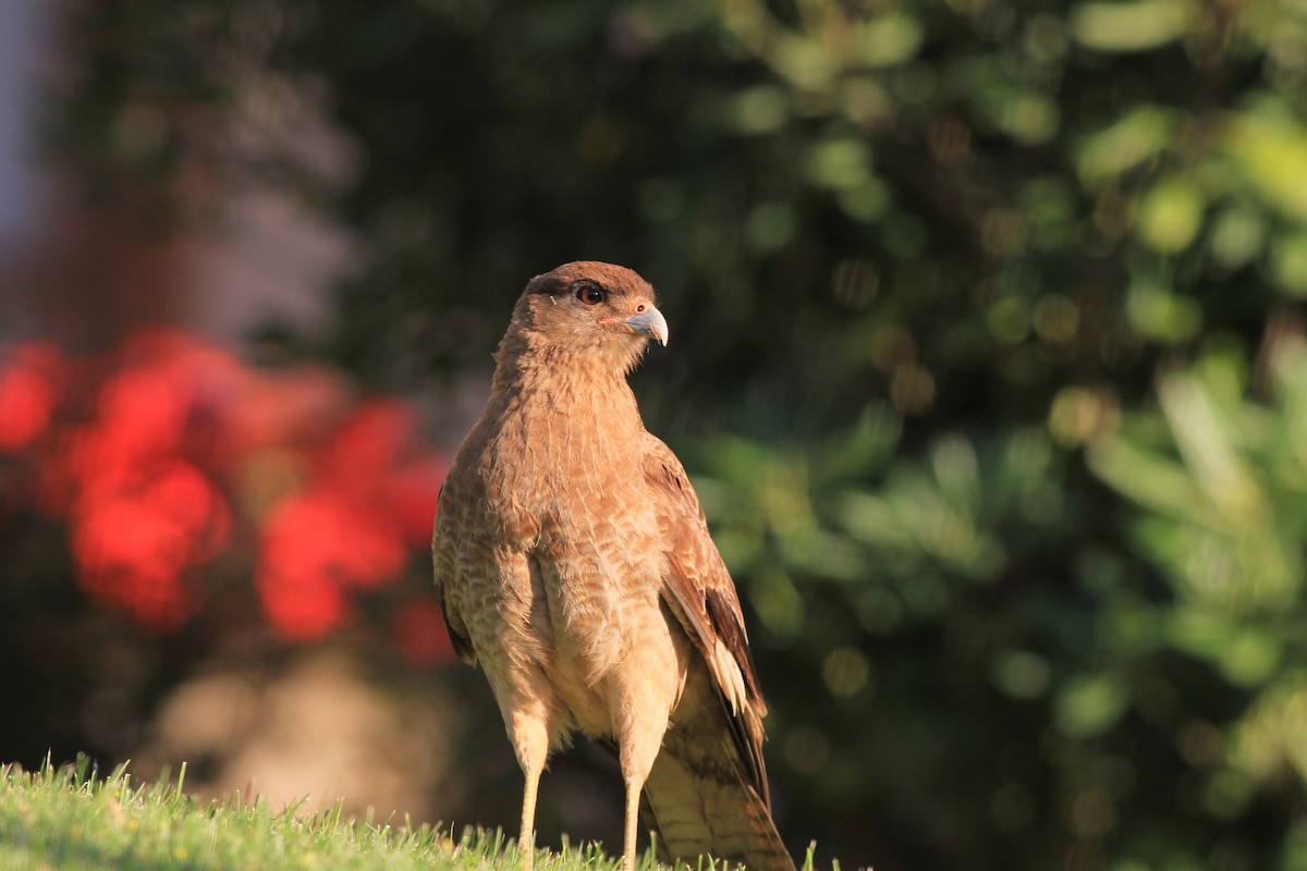 Chimango Caracara - ML613077369