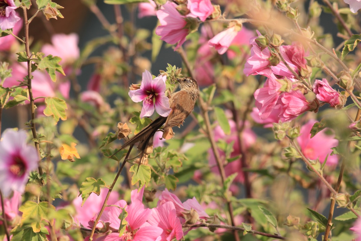 Plain-mantled Tit-Spinetail - ML613077376