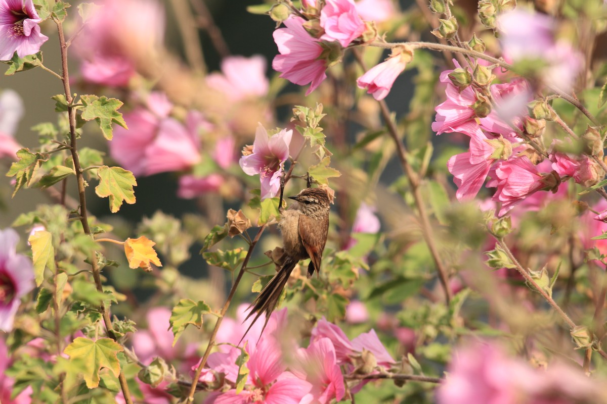 Plain-mantled Tit-Spinetail - ML613077377