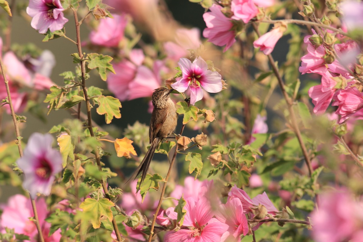 Plain-mantled Tit-Spinetail - ML613077378