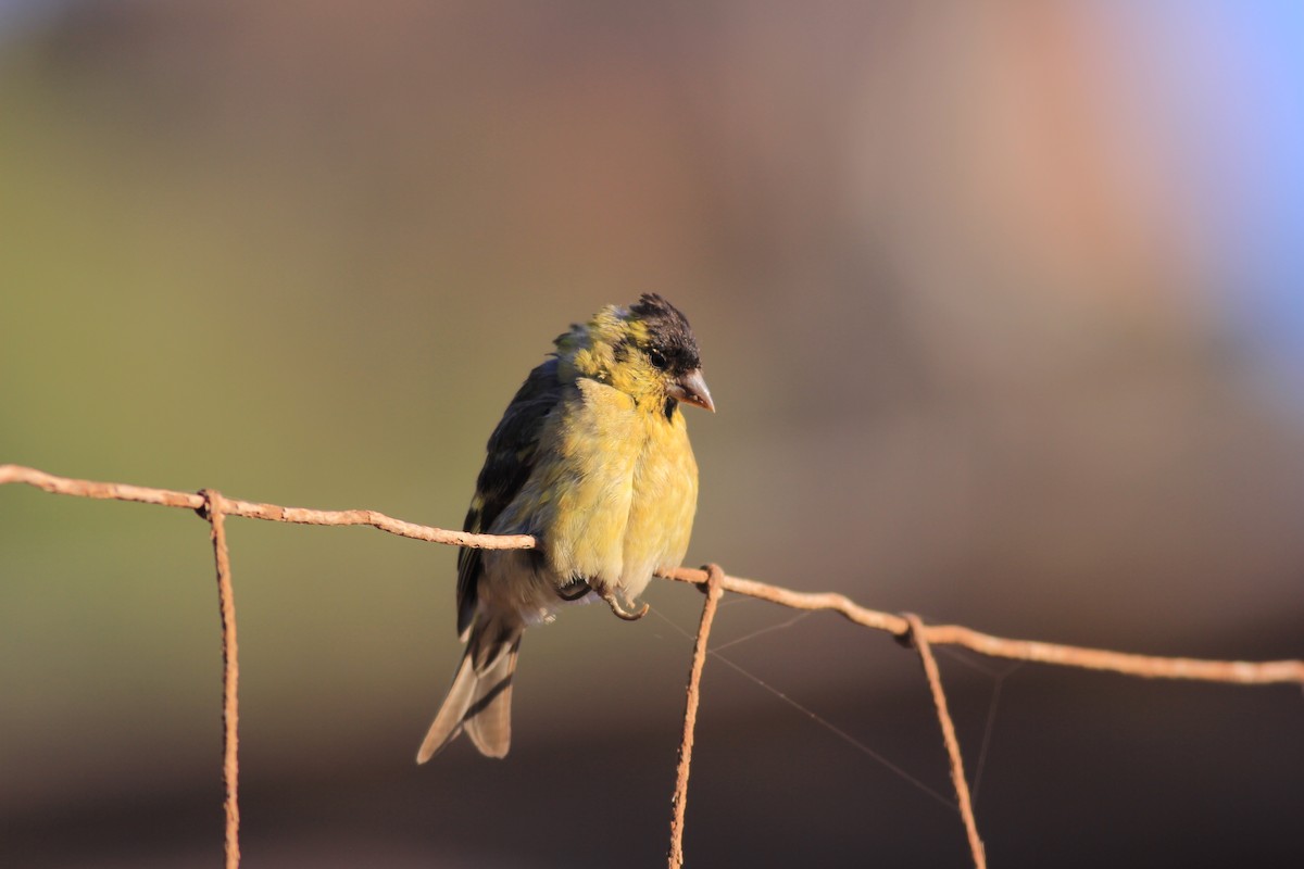 Black-chinned Siskin - ML613077442