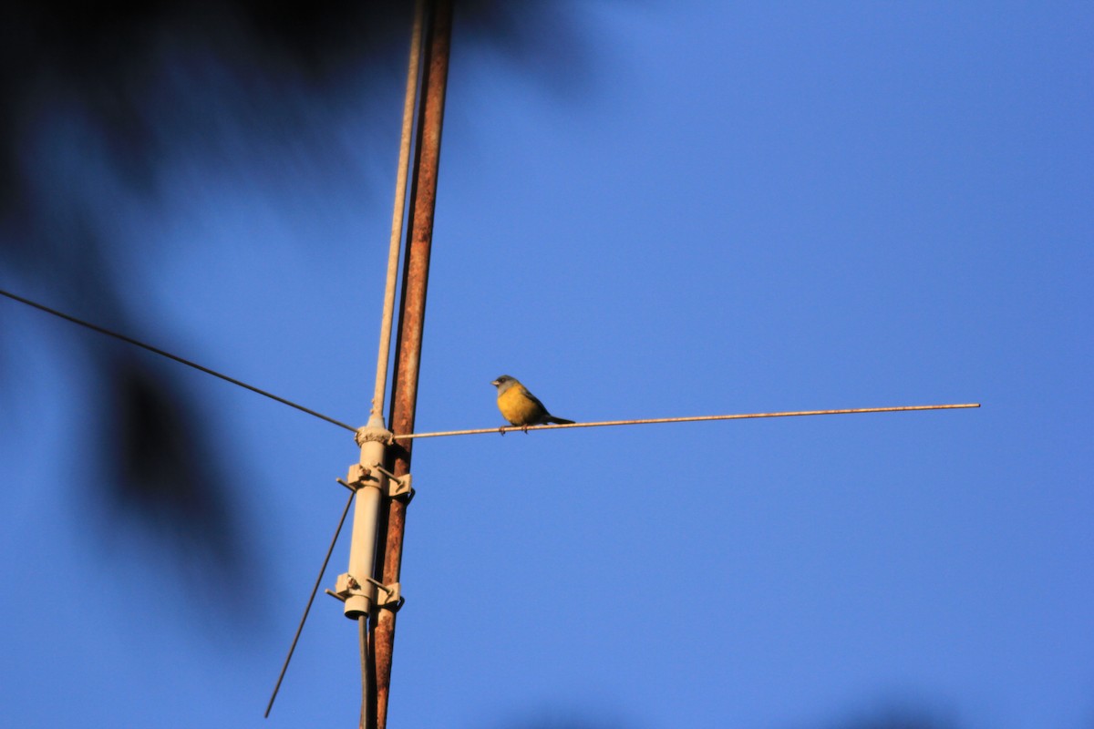 Gray-hooded Sierra Finch - ML613077444