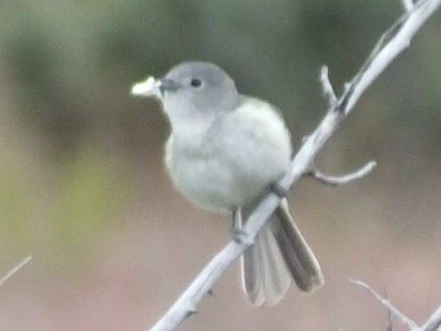 Gray Vireo - ML613077446