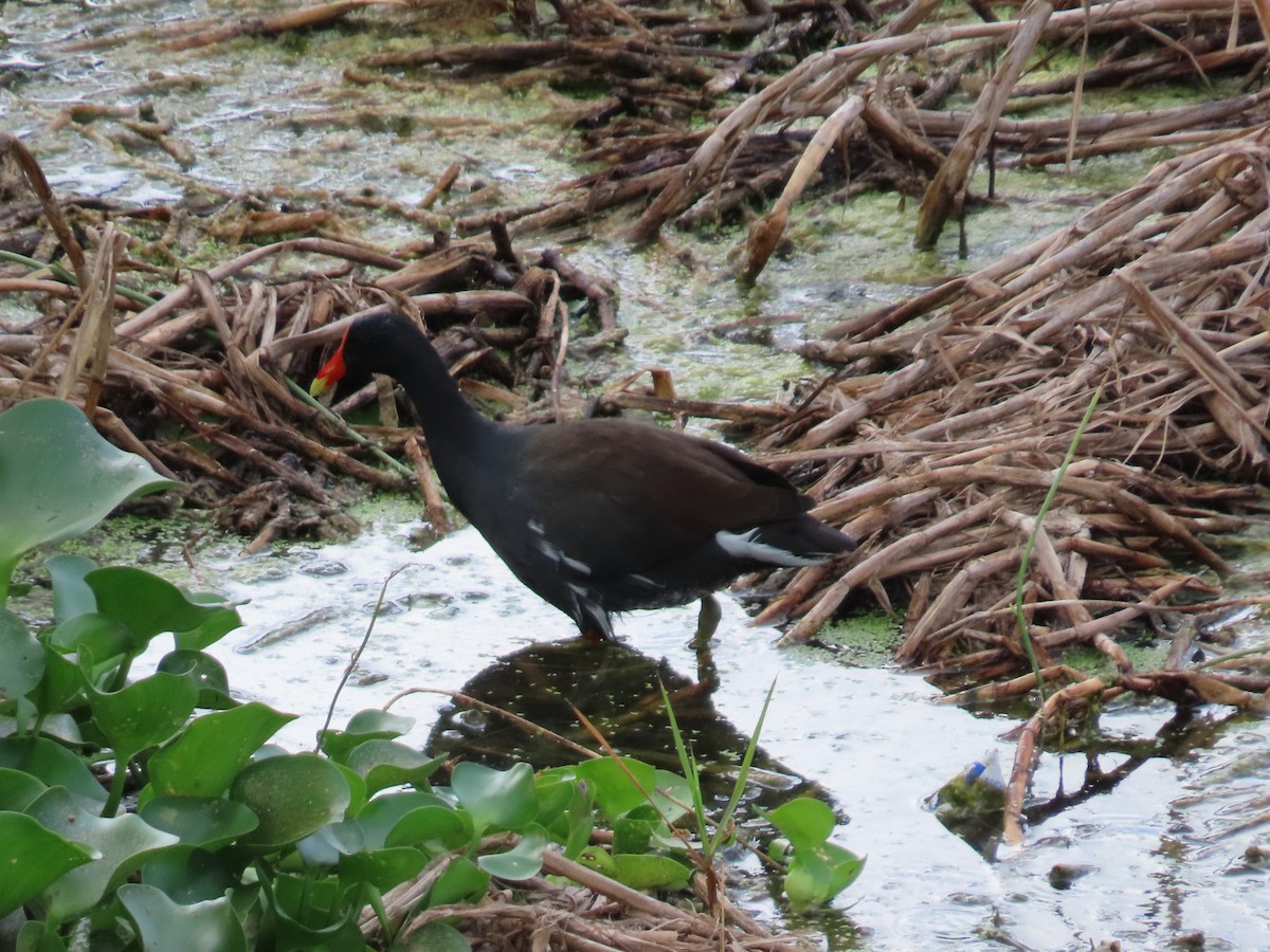 Common Gallinule - ML613077518