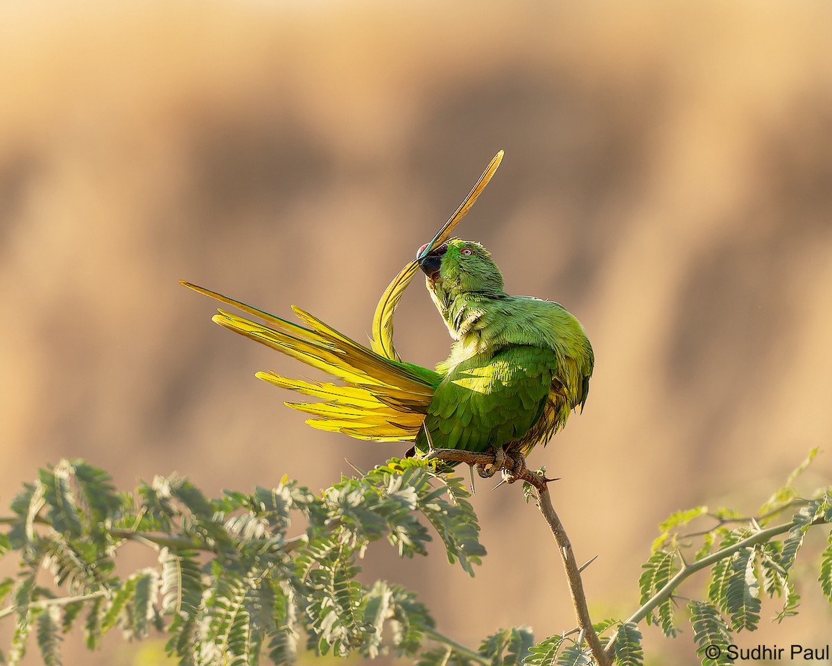 Rose-ringed Parakeet - ML613077616