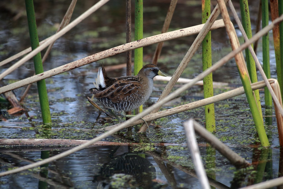 Polluela Sora - ML613077720