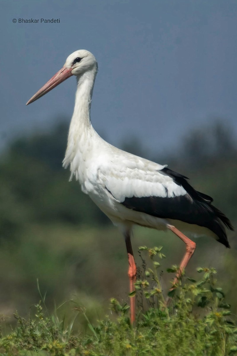 White Stork - ML613077744