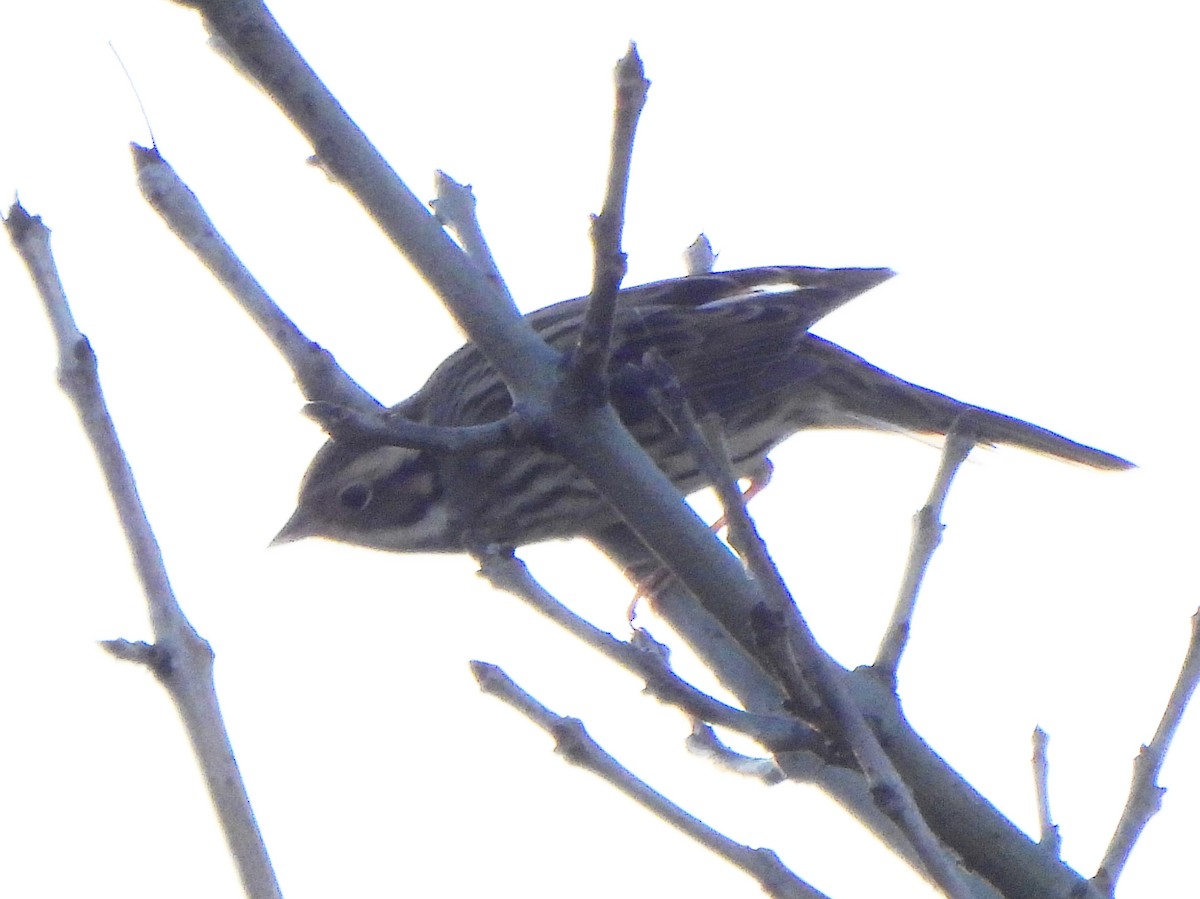 Little Bunting - Ignacio Barrionuevo