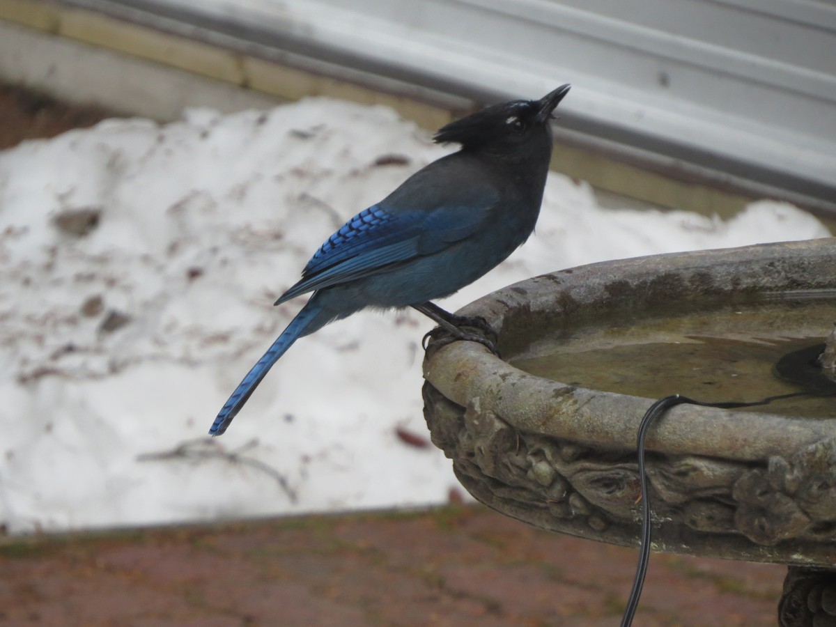 Steller's Jay - The Rowes