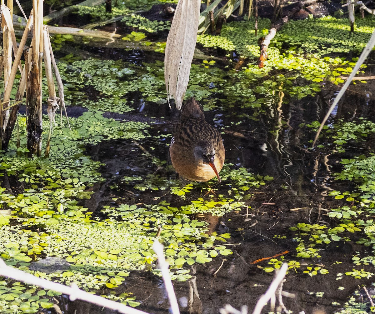 Virginia Rail - ML613077926