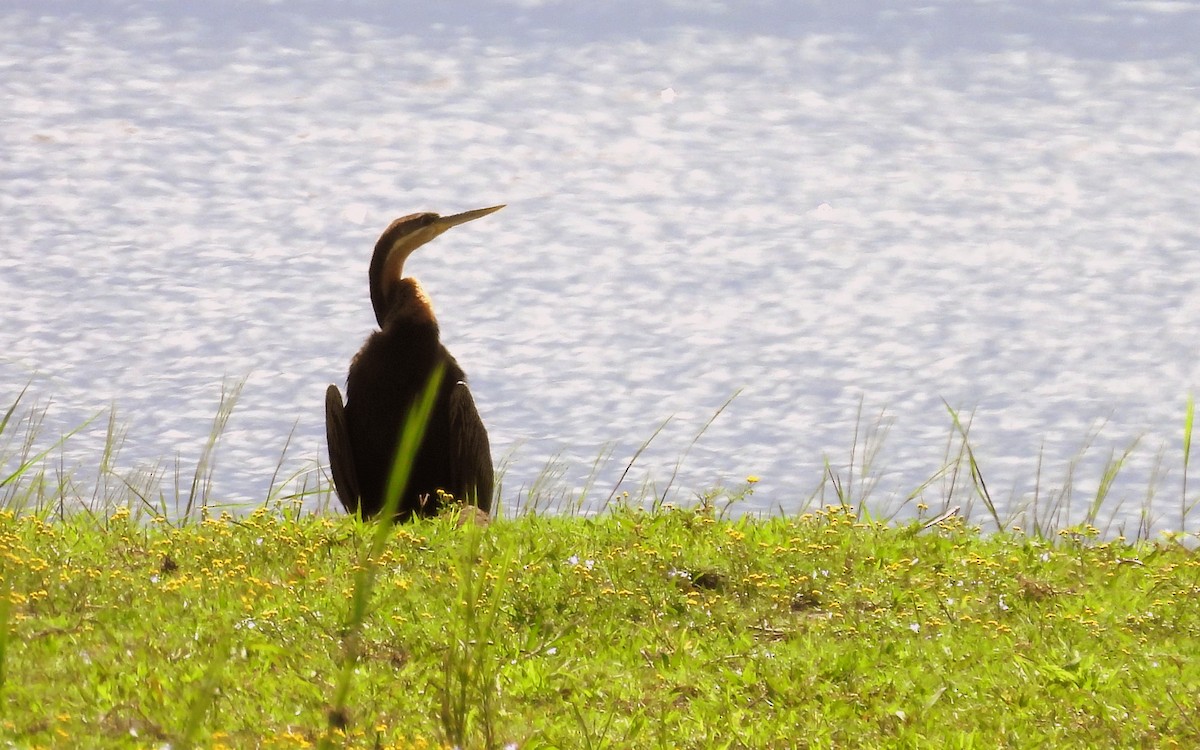 Anhinga d'Afrique - ML613077939