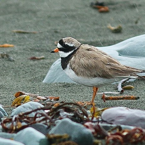 Common Ringed Plover - ML613077955