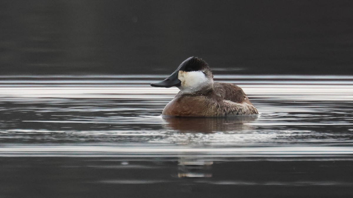 Ruddy Duck - ML613077980