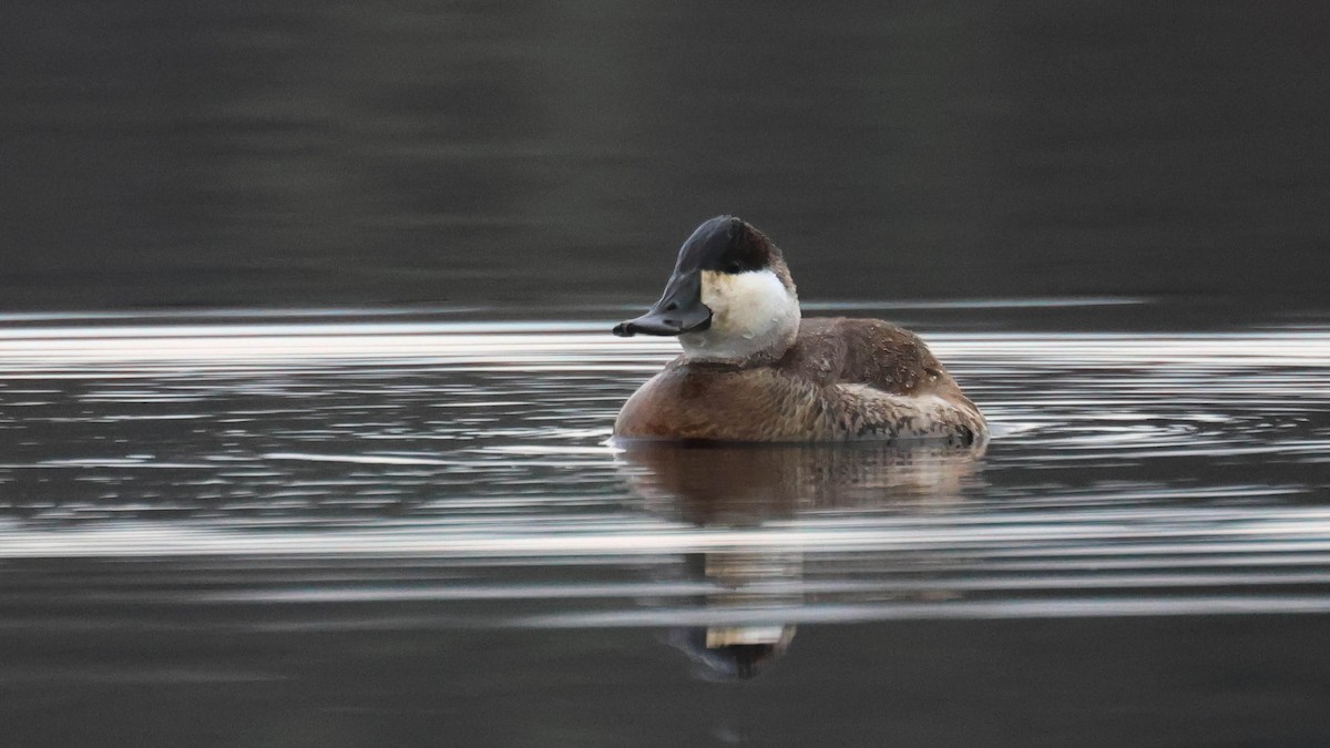 Ruddy Duck - Erik Nielsen