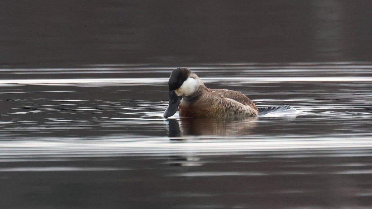 Ruddy Duck - ML613077983