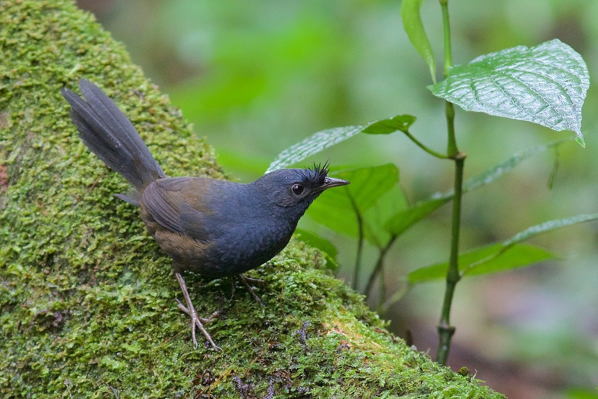 Slaty Bristlefront - ML61307801
