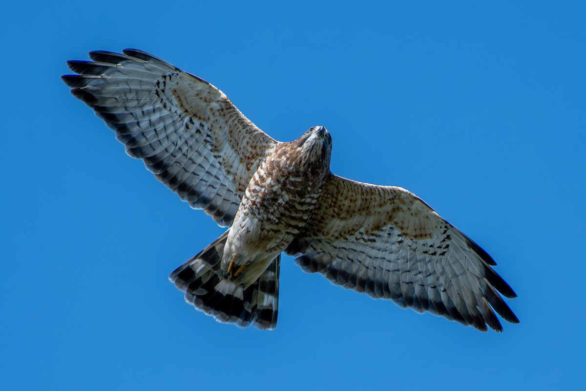 Broad-winged Hawk - ML613078030