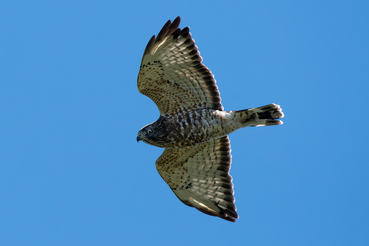 Broad-winged Hawk - ML613078031