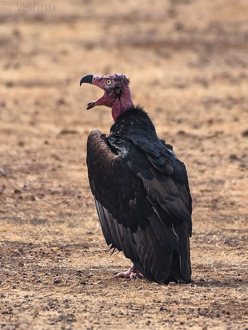 old world vulture sp. - ML613078082