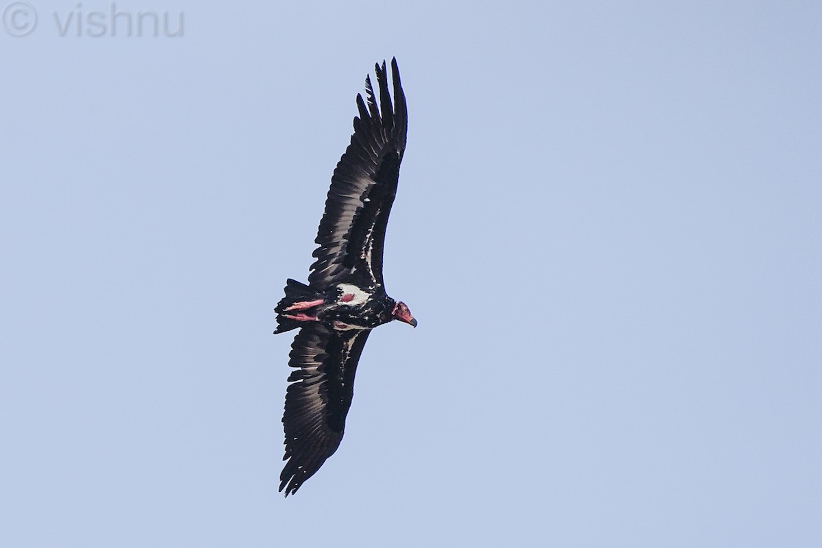 old world vulture sp. - ML613078089