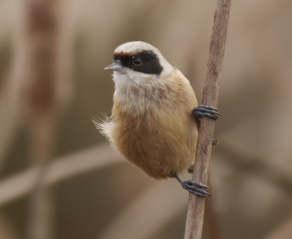 Eurasian Penduline-Tit - ML613078135