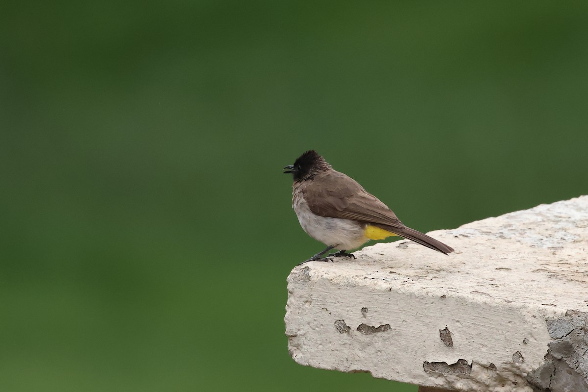 Common Bulbul - ML613078184