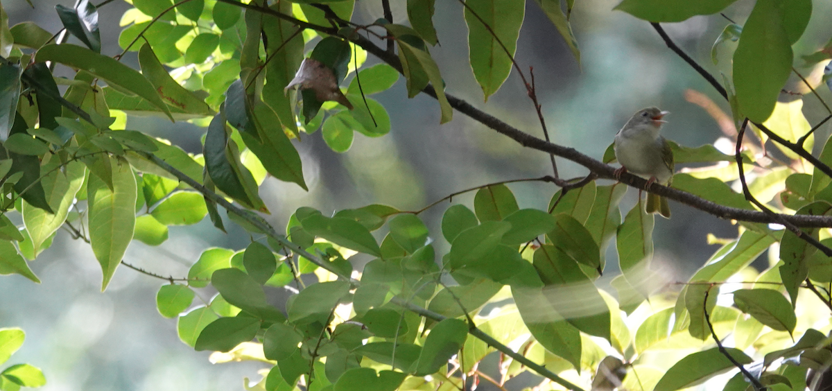 Common Tailorbird - ML613078191