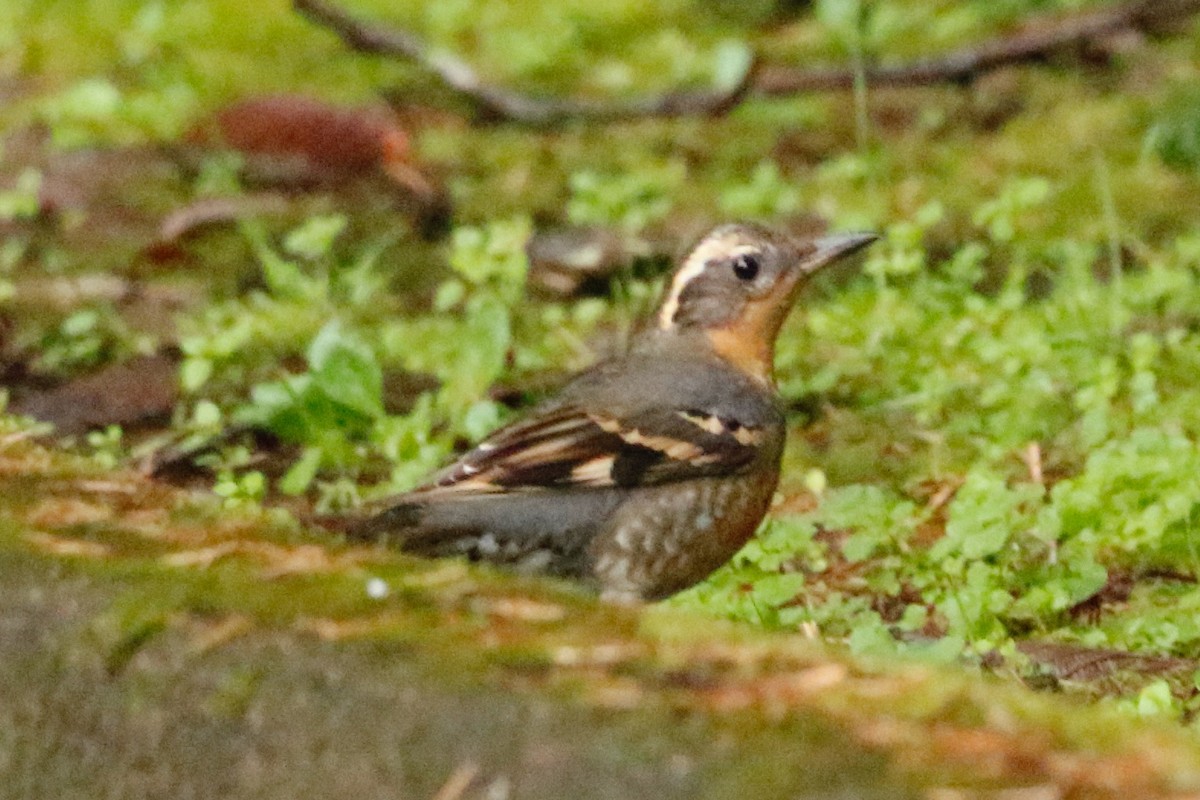 Varied Thrush - ML613078295