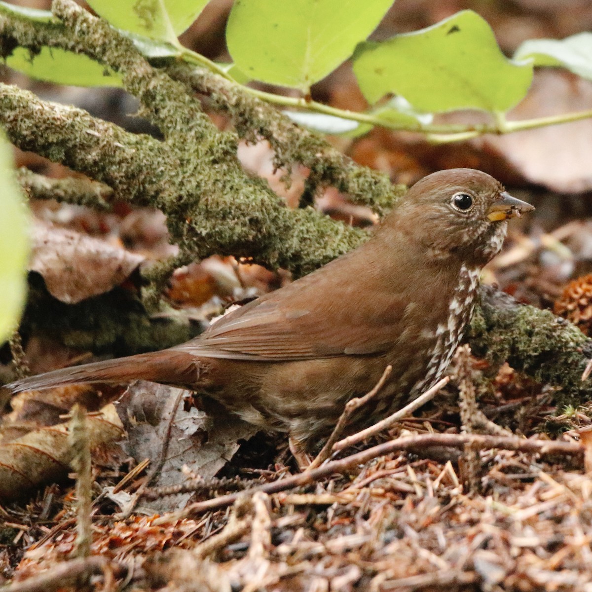 Fox Sparrow - ML613078354