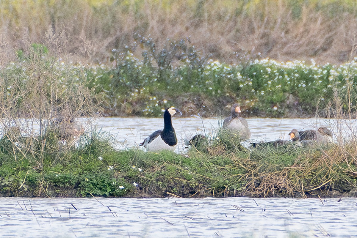 Barnacle Goose - Bruno Santos