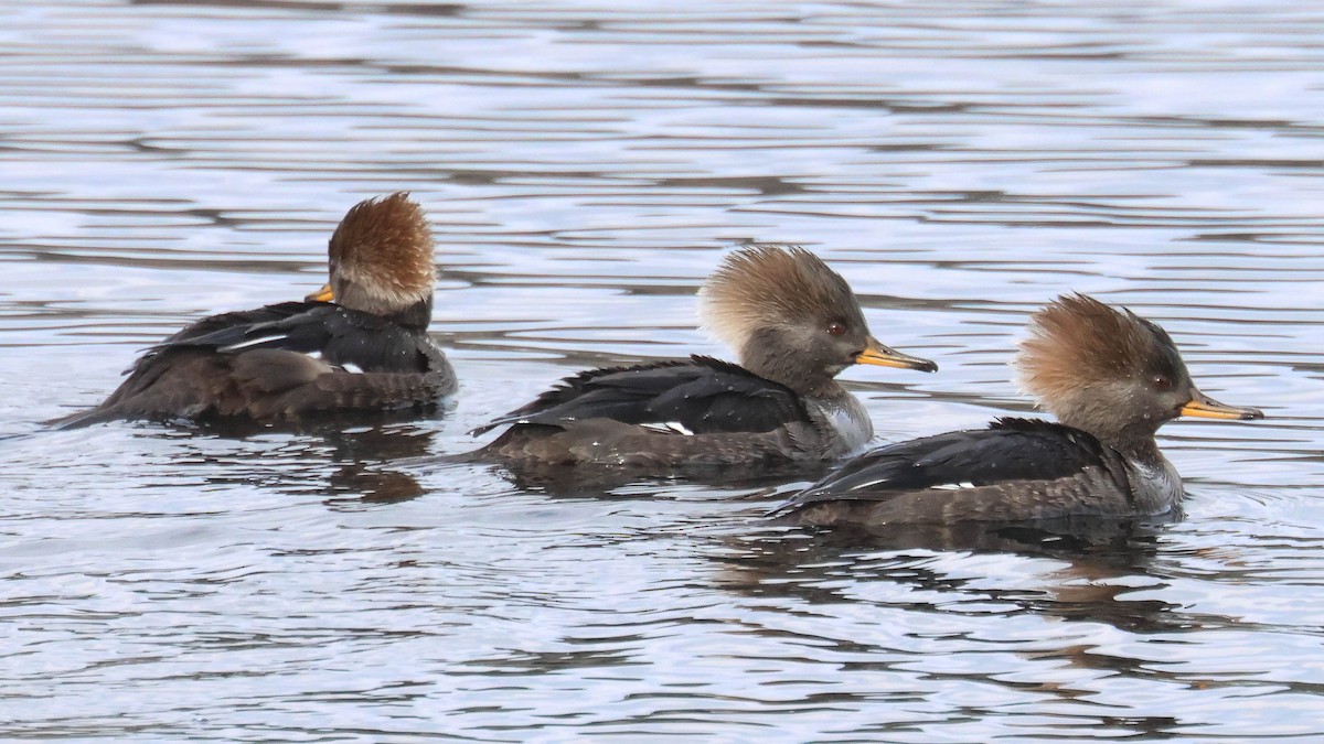 Hooded Merganser - ML613078380