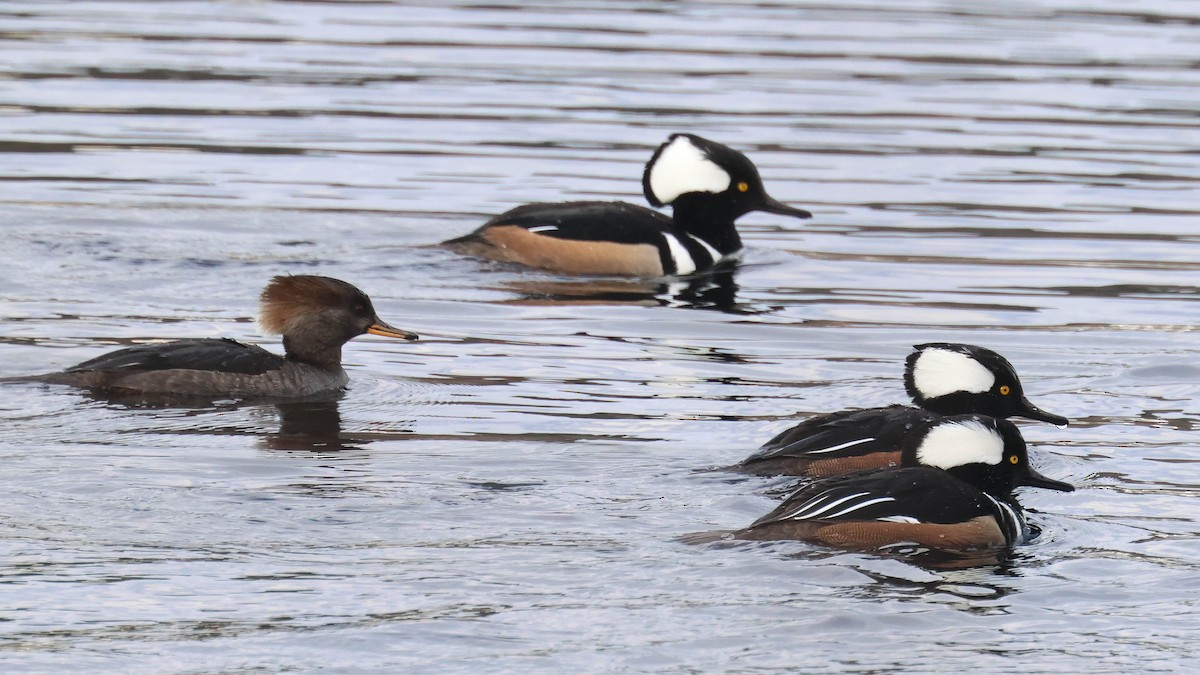 Hooded Merganser - ML613078383