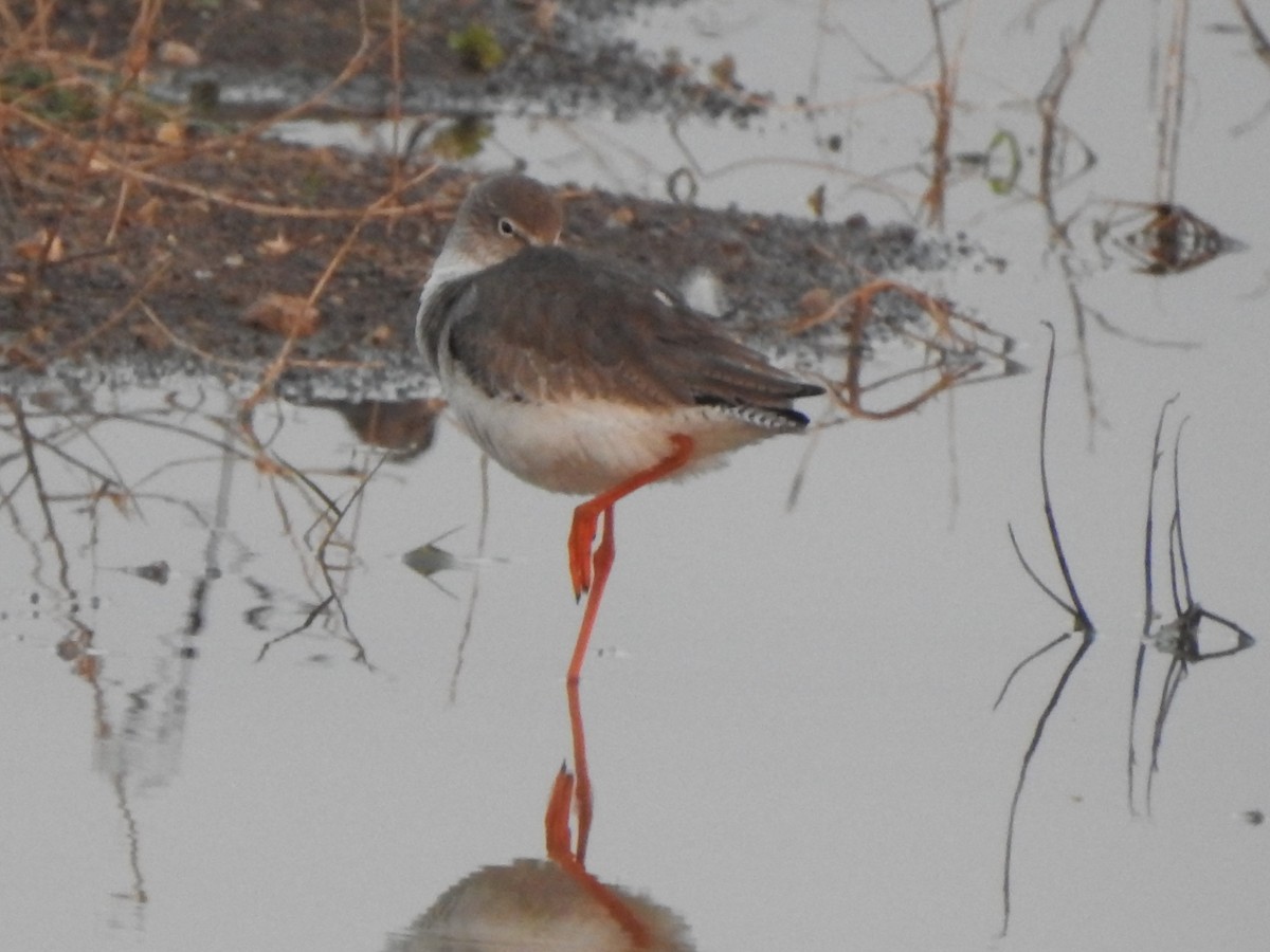 Common/Spotted Redshank - Hemraj Patil