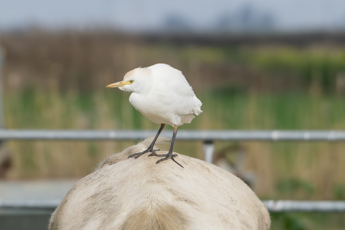 Western Cattle Egret - Bruno Santos