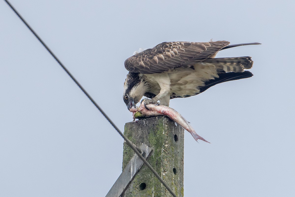 Osprey - Bruno Santos