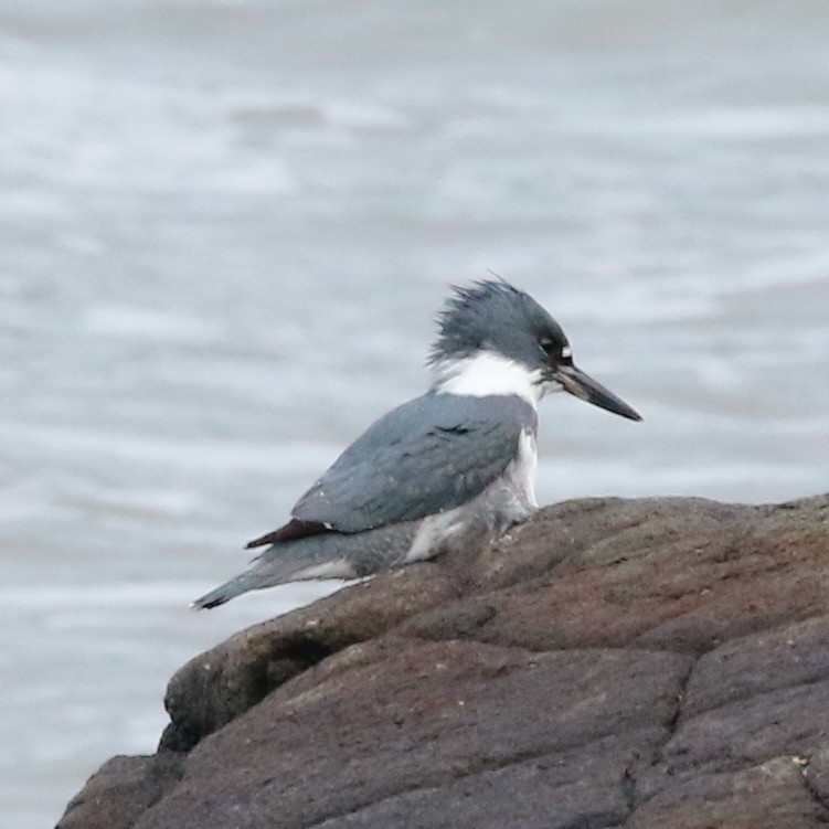 Belted Kingfisher - ML613078442