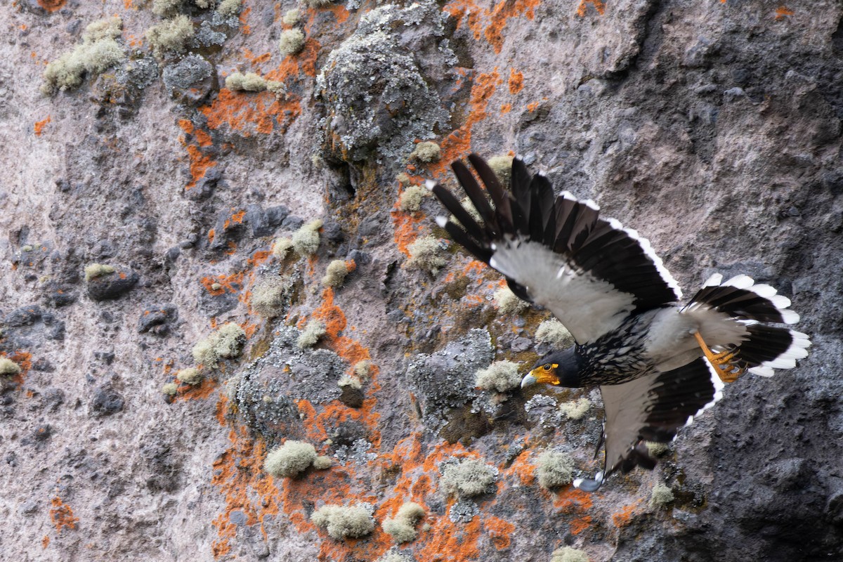 Carunculated Caracara - Kaleb Anderson