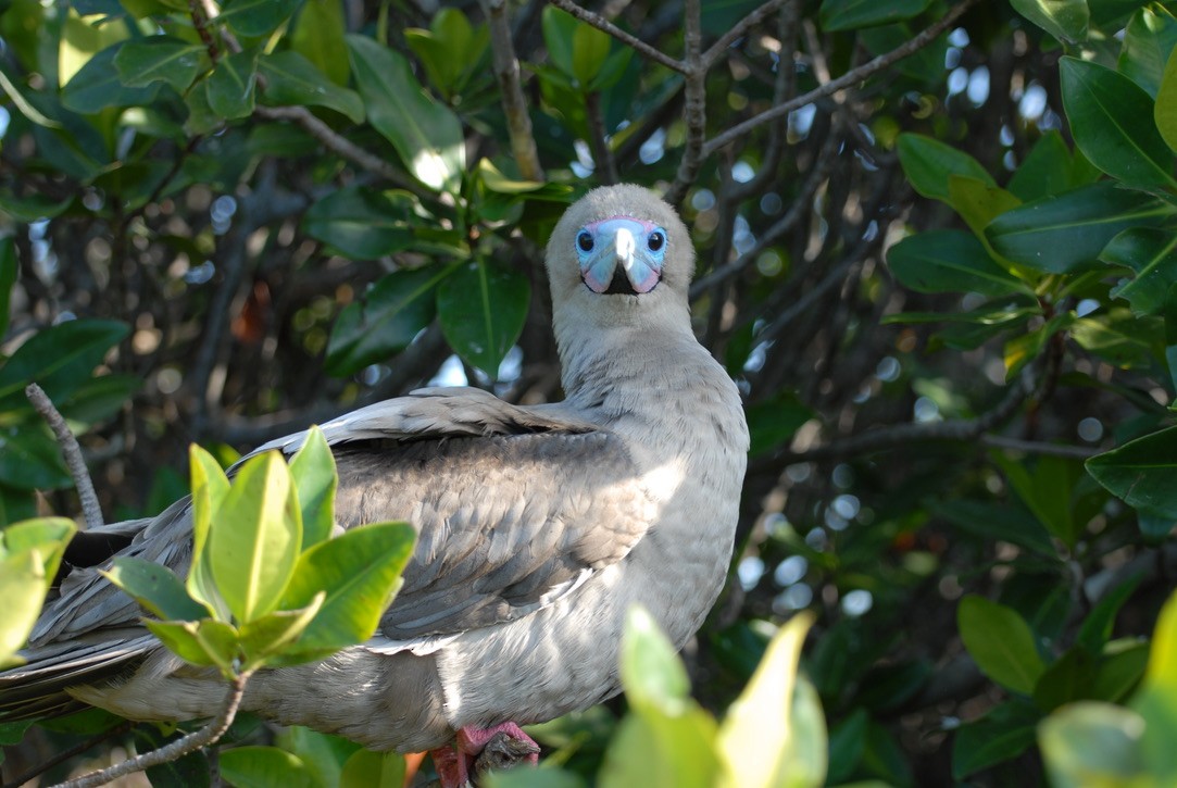 Red-footed Booby - ML613078495