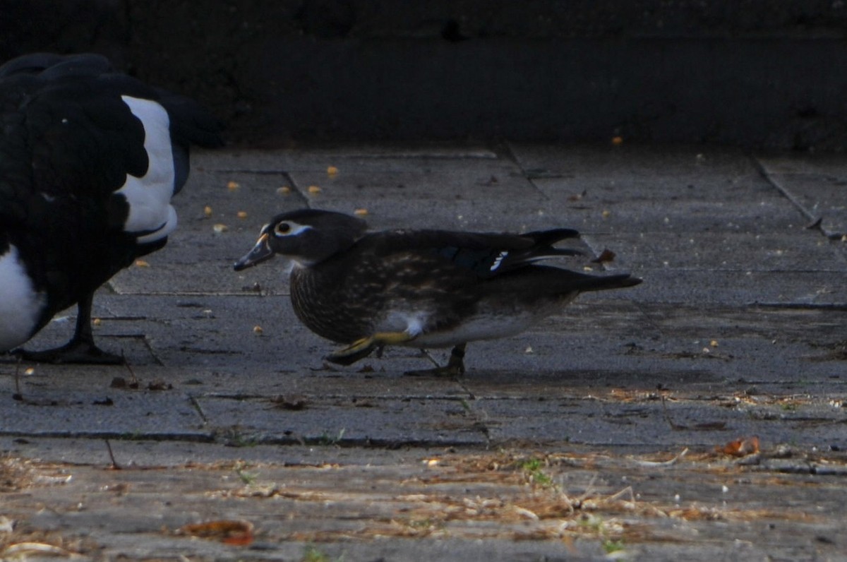 Wood Duck - ML613078548