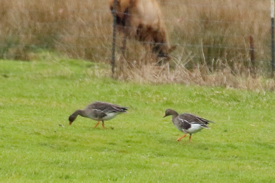 Greater White-fronted Goose - ML613078567