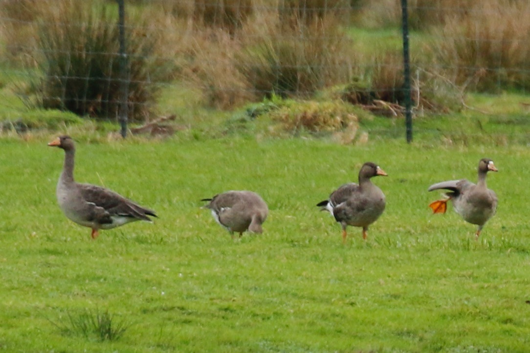 Greater White-fronted Goose - ML613078568