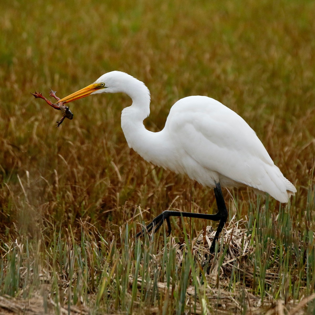 Great Egret - ML613078580