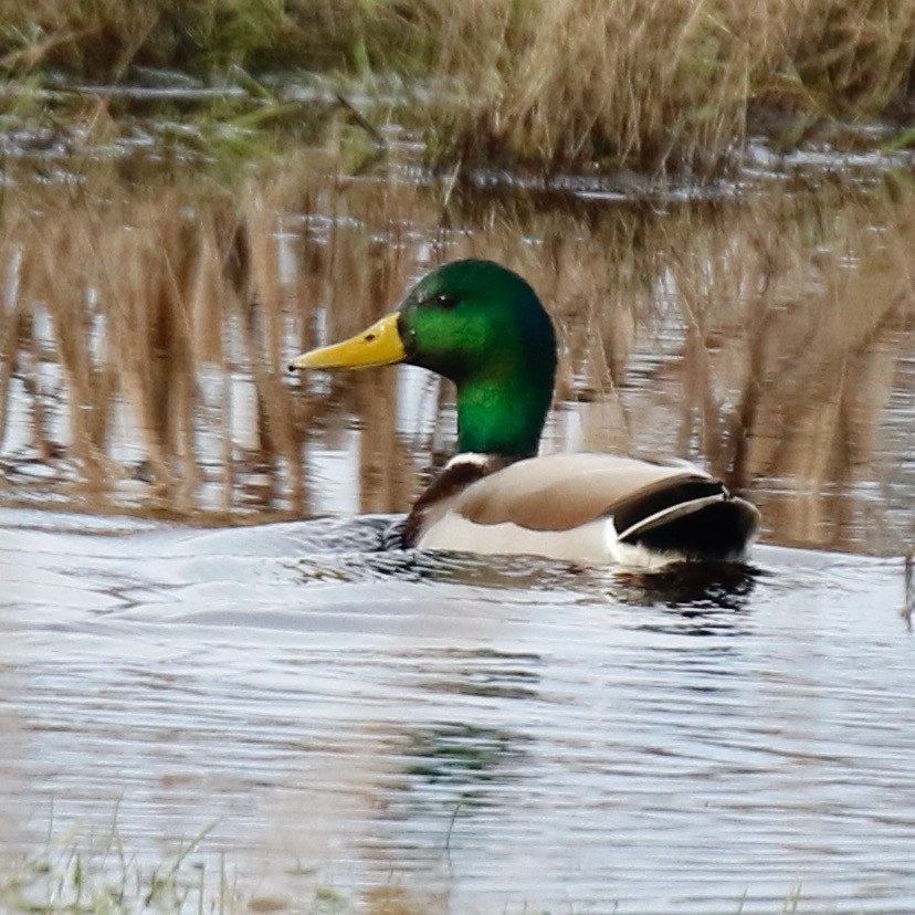 Mallard - ML613078664